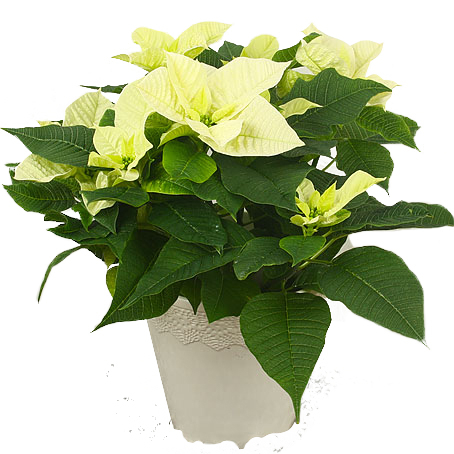 White poinsettia