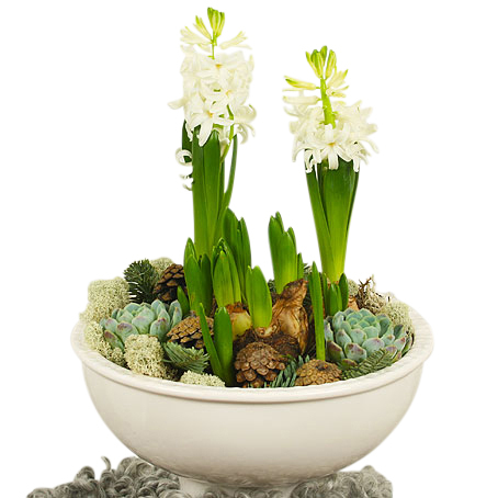 Hyacinth frost
