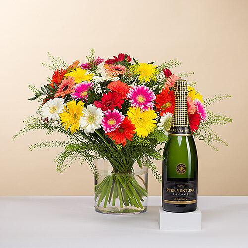 Gerbera Mix Medium & Pere Ventura Cava