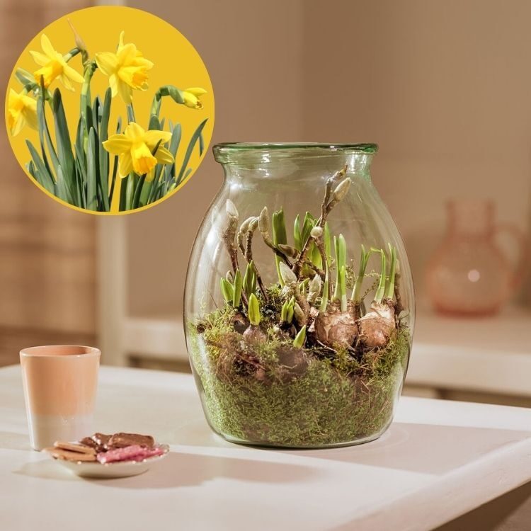 Flower Bulbs in Glass Vase (Small)