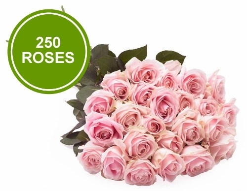Bouquet 250 Large Pink Roses