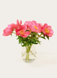Letterbox flowers Pink peonies