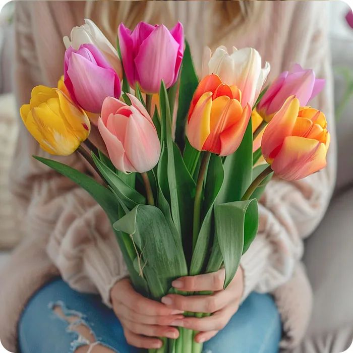 Flowers- colourful tulips