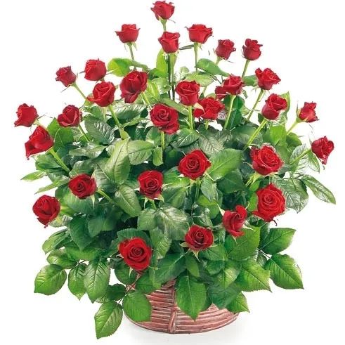 50 roses in a basket (Small)