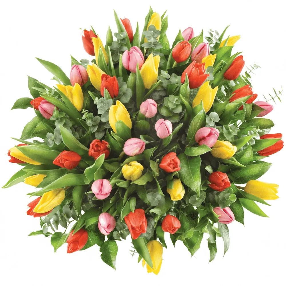 50 colourful tulips