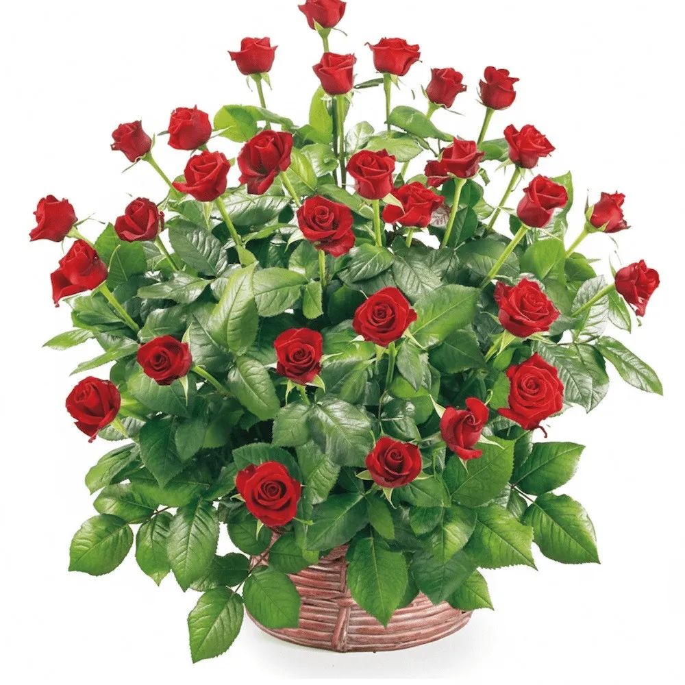 Basket of 30 roses (Small)