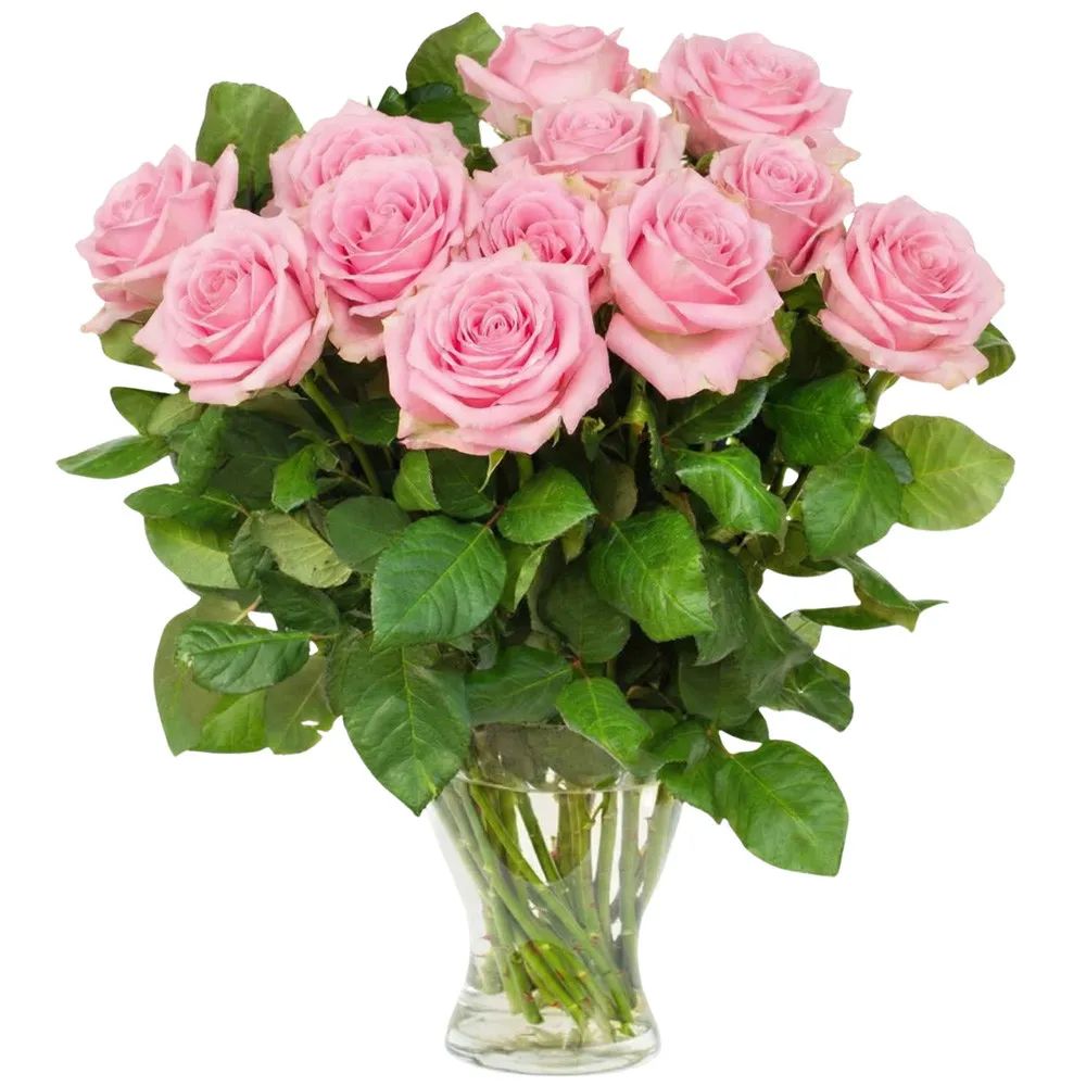 12 pink roses