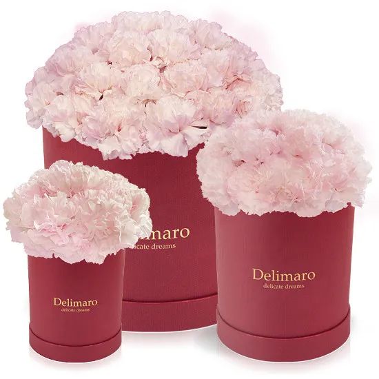 Pink carnations in a red box (Small)