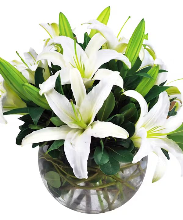 Beautiful Brita (Standard)
