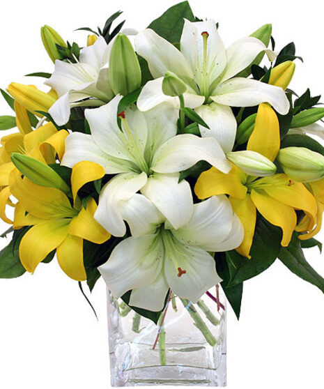 Lily Love (Standard)