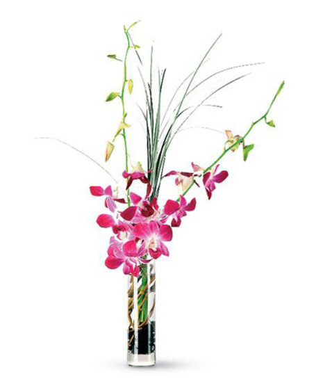 Orchid Breeze (Standard)