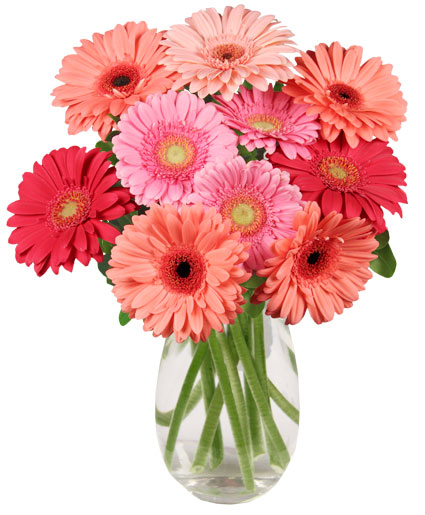 DANCING DAISIES (Deluxe)