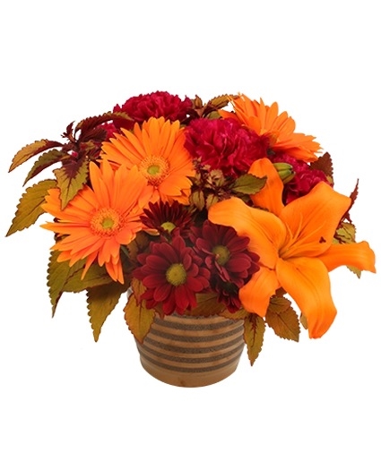 RUSTIC ORANGE AND CRANBERRY (Standard)