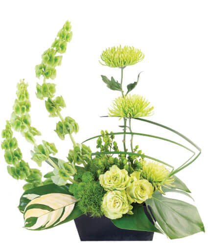 LOVELY LIME (Standard)