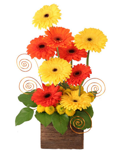 SUNUP GERBERAS (Standard)