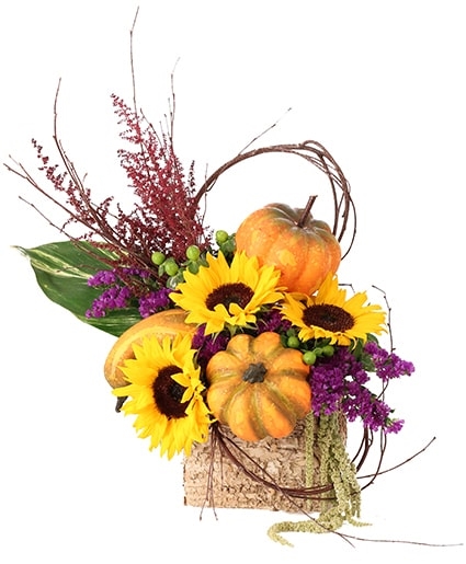 BLOOMING PUMPKIN PATCH (Standard)