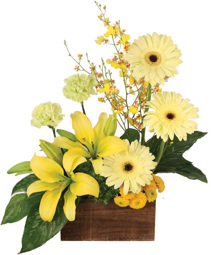 JOYOUS SUNLIGHT (Standard)
