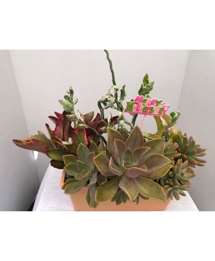 MOTHER'S DAY SPECIAL - 12X5.25X5 ASSORTED DISH GARDEN