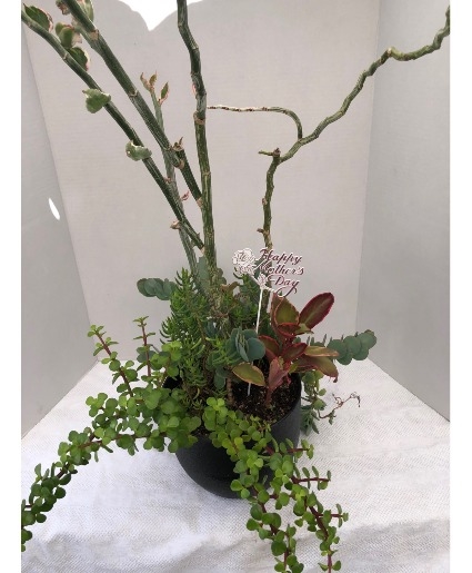 MOTHER'S DAY SPECIAL - 45 INCH TALL ASSORTED PLANTS IN 9.5 INCH POT