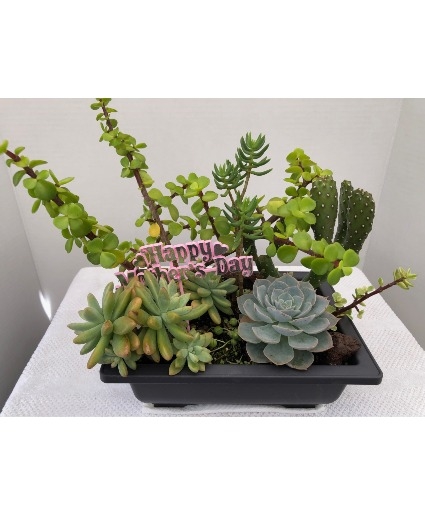 MOTHER'S DAY SPECIAL - 9X6.5X3 ASSORTED SUCCULENTS DISH GARDENS