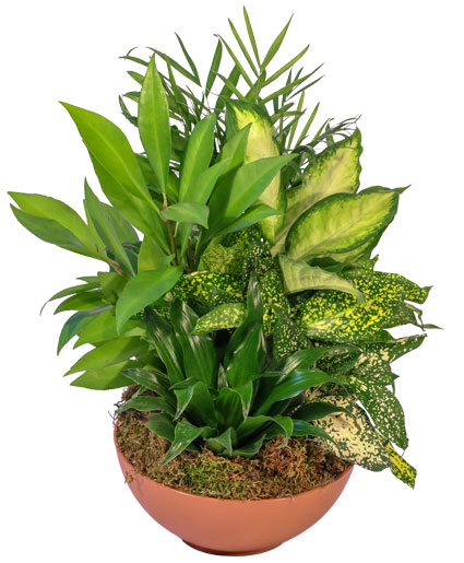 GREEN THUMB (Standard)
