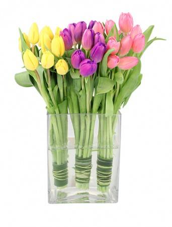 TULIP TRIO (Standard)