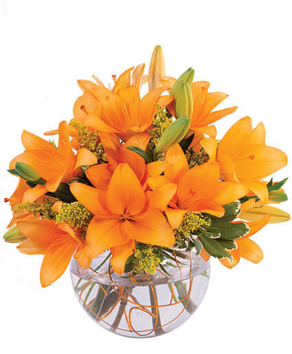 ORANGE LILY SORBET (Standard)