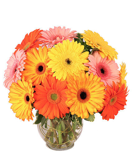GROOVY GERBERAS (Standard)