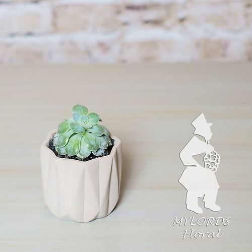 Single Succulent