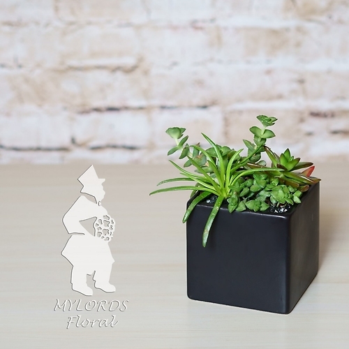 Onyx Succulents