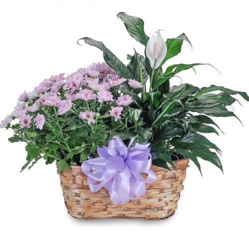 Blooming Peacefully (Standard)