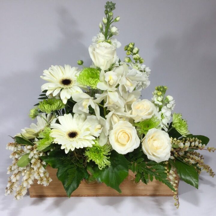 White Delight