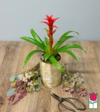 The Beretania Florist Mini Bromeliad [Colors Vary]