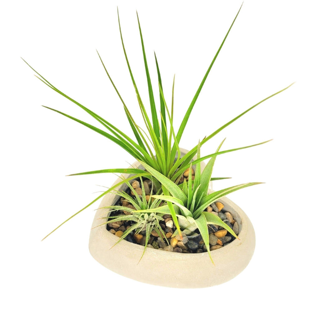 Heart Air Plant Garden