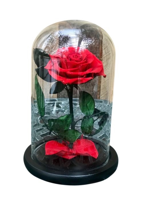 Enchanted Beauty Single Rose
