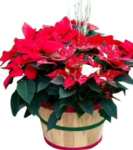 Huge Poinsettia Hamper