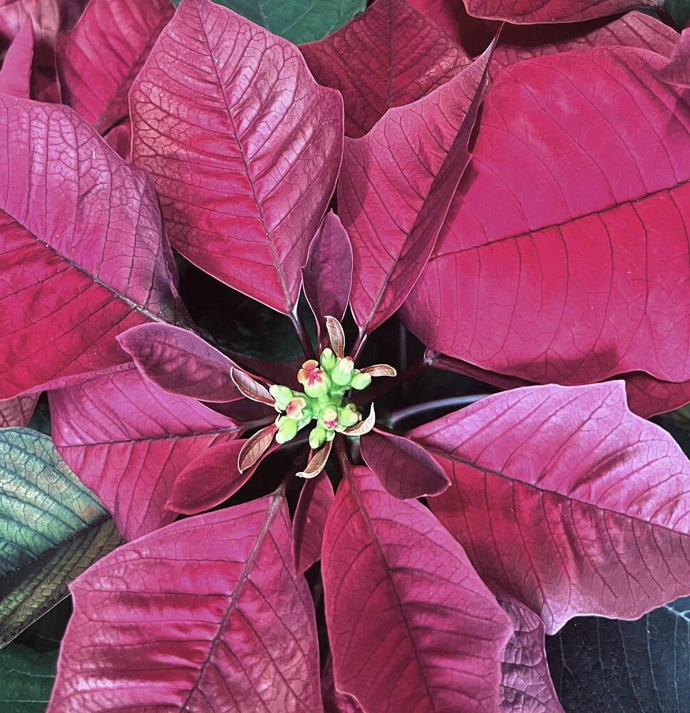 Burgundy Poinsettia in Basket (Extra Large)
