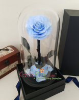 Everlasting Sky Blue Rose Premium