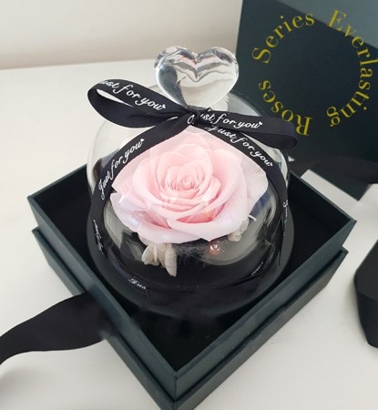 Eternity Light Pink Rose