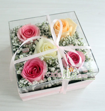 Splendeur Box: Colorful Clarity