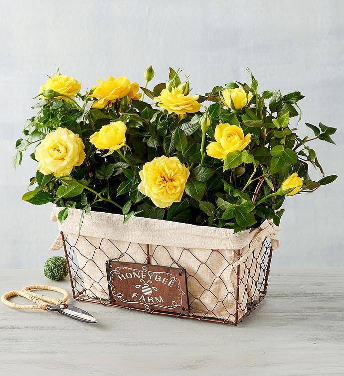 Sunny Honeybee Yellow Mini Rose Duo