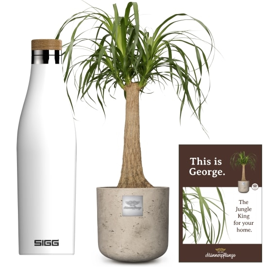 This is George (Beaucarnea recurvata) with SIGG water bottle Meridian White 0.5L