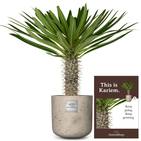 This is Kariem (Pachypodium lamerei)