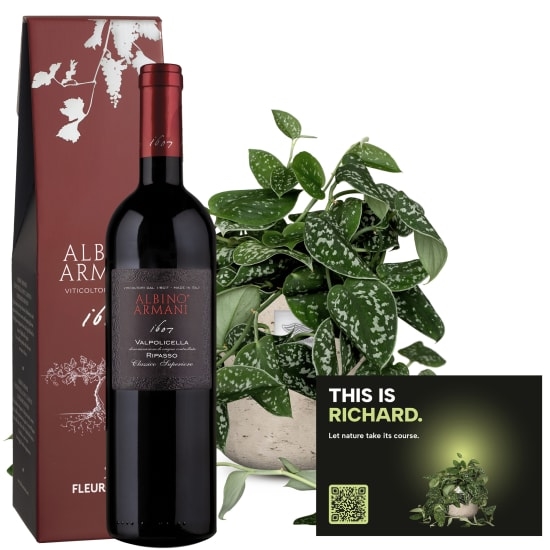 Mannerpflanze «This is Richard» (Scindapsus pictus) with Ripasso Albino Armani DOC (75 cl)