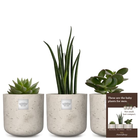 Set of baby plants for men