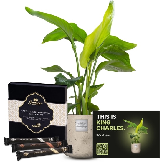 Mannerpflanze «This is King Charles» (Strelitzia Nicolai) with Gottlieber Huppen «Special Edition for Fleurop»