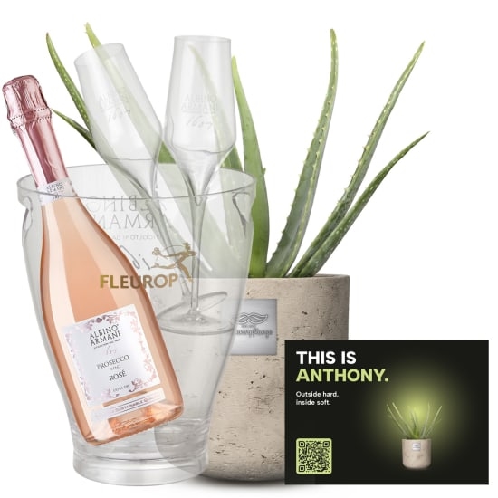 Mannerpflanze «This is Anthony» (Aloe vera) with Prosecco Rose Albino Armani DOC (75 cl), incl. ice bucket and two sparkling wine flutes