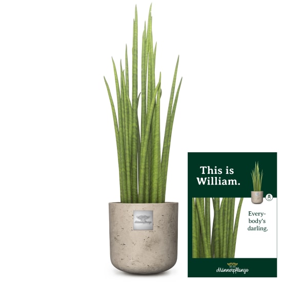 This is William (Sansevieria Mikado)