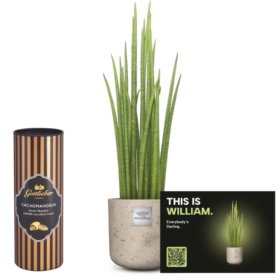 Mannerpflanze «This is William» (Sansevieria Mikado) with Gottlieber cocoa almonds