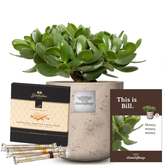 This is Bill (Crassula ovata) with Gottlieber Huppen «Special Edition for Fleurop»